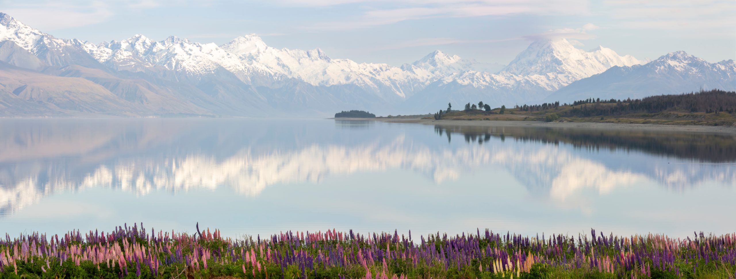 Panorama of lake Pukaki , snowy mountains reflecting in the water with a foreground of lupines