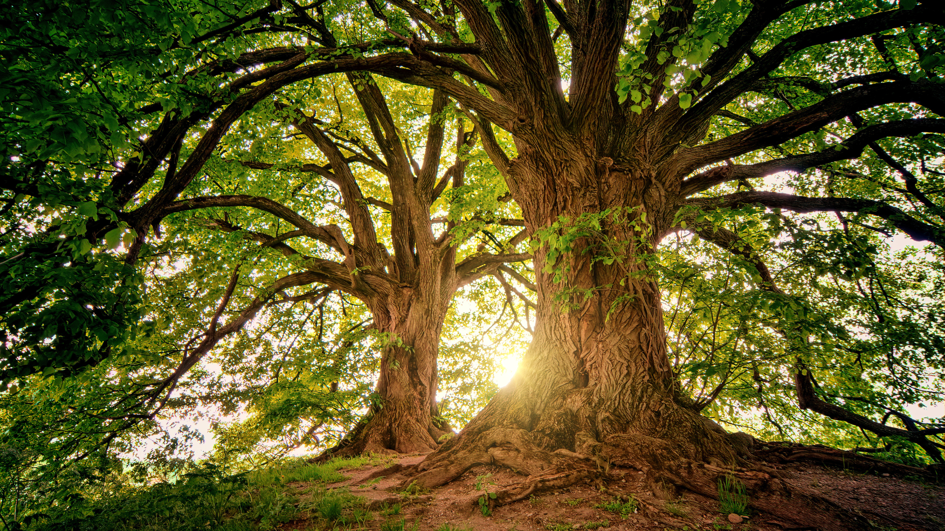 Family Constellations Therapy